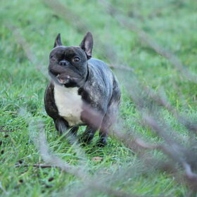 Hondenfoto van Ziva †, Bullie †, en Bandhu