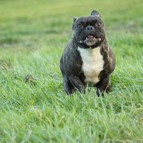 Hondenfoto van Ziva †, Bullie †, en Bandhu