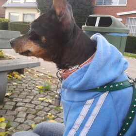 Hondenfoto van Silvia, Blackie & Saffira