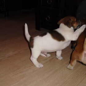 Hondenfoto van nora jazzy en poppy