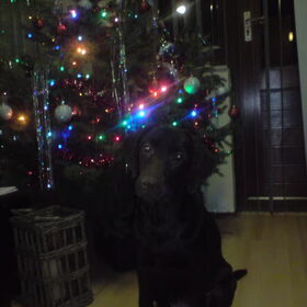 Hektor vorig jaar met kerstmis