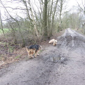 Hondenfoto van liesbeth,Turbo,Luna, Levi en Faith