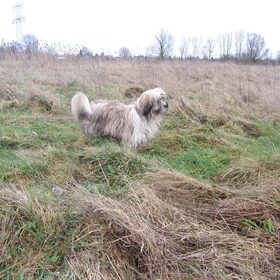 Faith ziet de paarden gek doen.