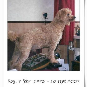 Hondenfoto van  Ans