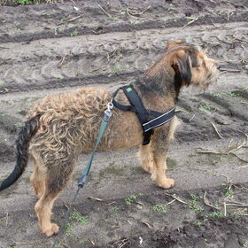 Dikkie met zijn nieuwe hunter tuigje!