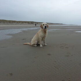 Hondenfoto van Nelis & Noa