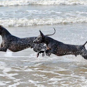 Dutchrebels TROY en zijn zoon TORRAZ aan zee bij Noordwijk!