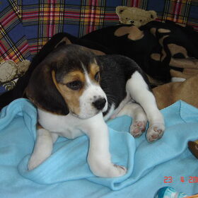 Dwight als puppy