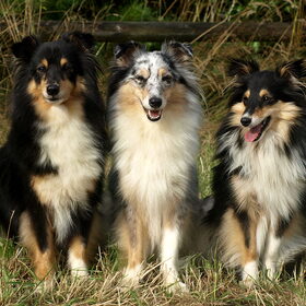 Oma Shady, Moeder Merle en dochter Sookie