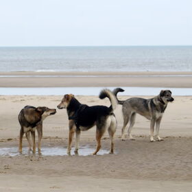 Hondenfoto van Tamara - Abby, Anna, Jamie, Aylin & Suki