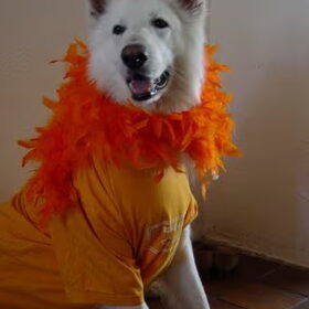 Oranje fan