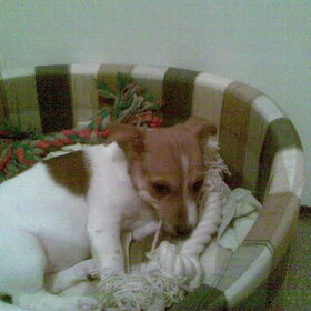 Hondenfoto van nora jazzy en poppy