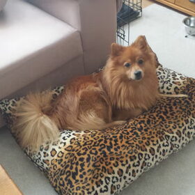 Mylo in zijn mand