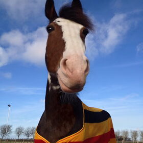 Hondenfoto van Eef en Tjibbe