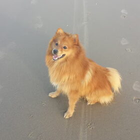 Op het strand