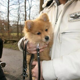 1e dag puppycursus