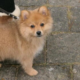 Puppycursus