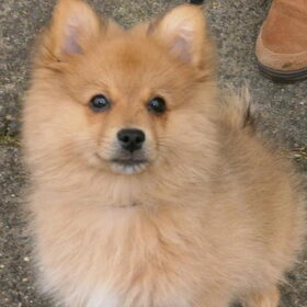 Puppycursus