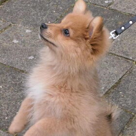 Puppycursus