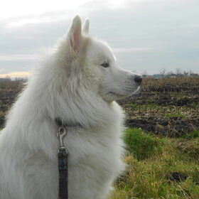 Hondenfoto van Team Black & White