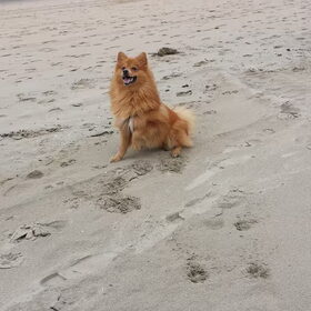 Beach boy