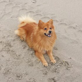 Hondenfoto van Melisa & Mylo