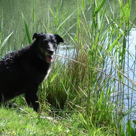 Hondenfoto van isabella 