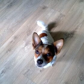 Hondenfoto van Romeo en Rocky