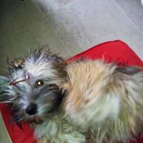 Hondenfoto van Marianne Zafiro  R.I.P,Keanu en Jax