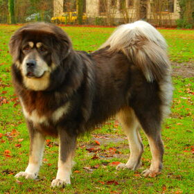 Hondenfoto van Claudia en Tibetaantjes Sarah en Chenpo