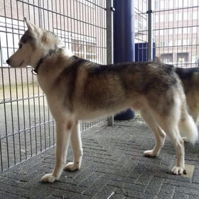 Koda bij de trimmer