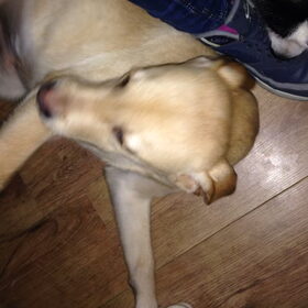 Dips (labrador) heet nu Max