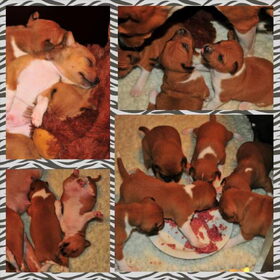 Puppy collage