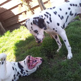 Spot & Lara lekker gek doen en even het gebit controleren…