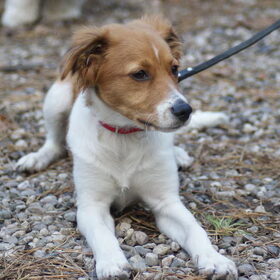 Dierendag-hondenwandeling