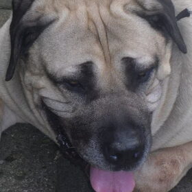 Diesel