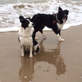 Hondenfoto van Inge, baasje van Sasha en Myra <3