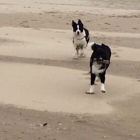 Hondenfoto van Inge, baasje van Sasha en Myra <3