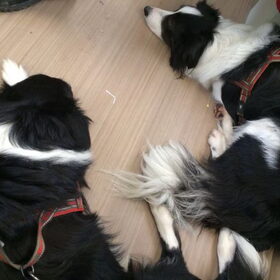 Hondenfoto van Inge, baasje van Sasha en Myra <3