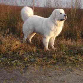 Kochany, of Kossebos zoals hij wordt genoemd.