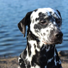 Hondenfoto van Yasmine, Perdie & Orga