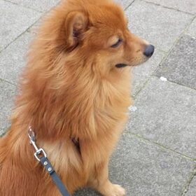Hondenfoto van Melisa & Mylo