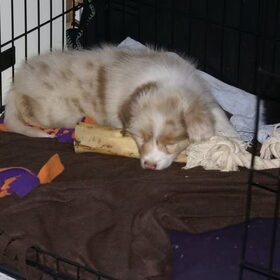 Hondenfoto van Marissa & Zuko