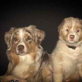 Hondenfoto van Marissa & Zuko