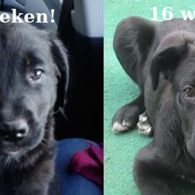 Hondenfoto van Gwendy & Bowser