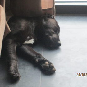 Hondenfoto van Gwendy & Bowser
