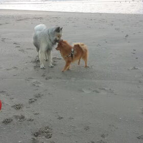 Hondenfoto van Melisa & Mylo