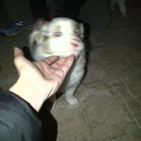 dit is de moeder (beauty) van onze pup rakker hier als pup