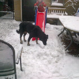 onze leika (R.I.P) in de sneeuw spelen
