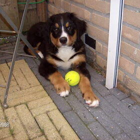Lief ben ik he